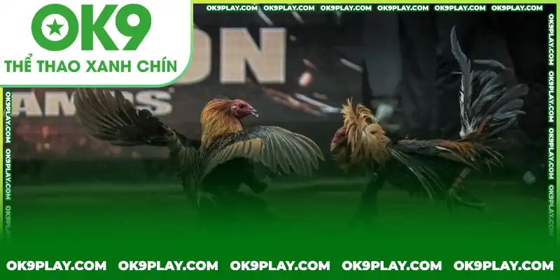 Đá gà cựa dao và những quy tắc cần biết