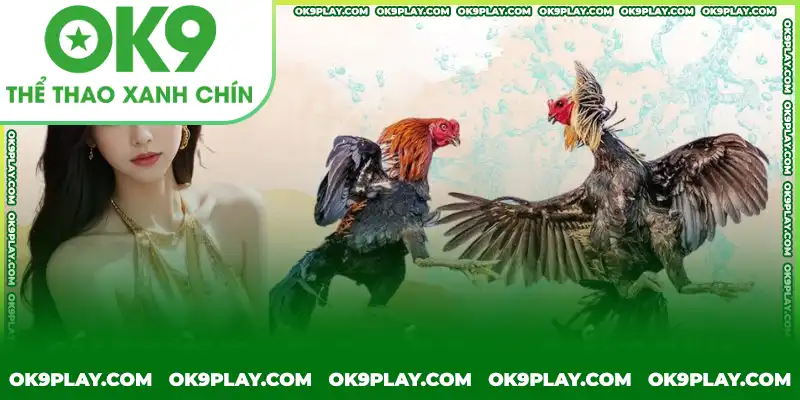 Các trường hợp quyết định thắng thua của đá gà bằng cựa sắt