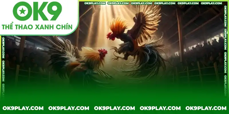 Những lưu ý trong cách chọn gà đá từ chuyên gia